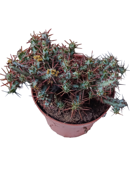 Euphorbia Aeruginosa Planta Suculenta Ø8_0