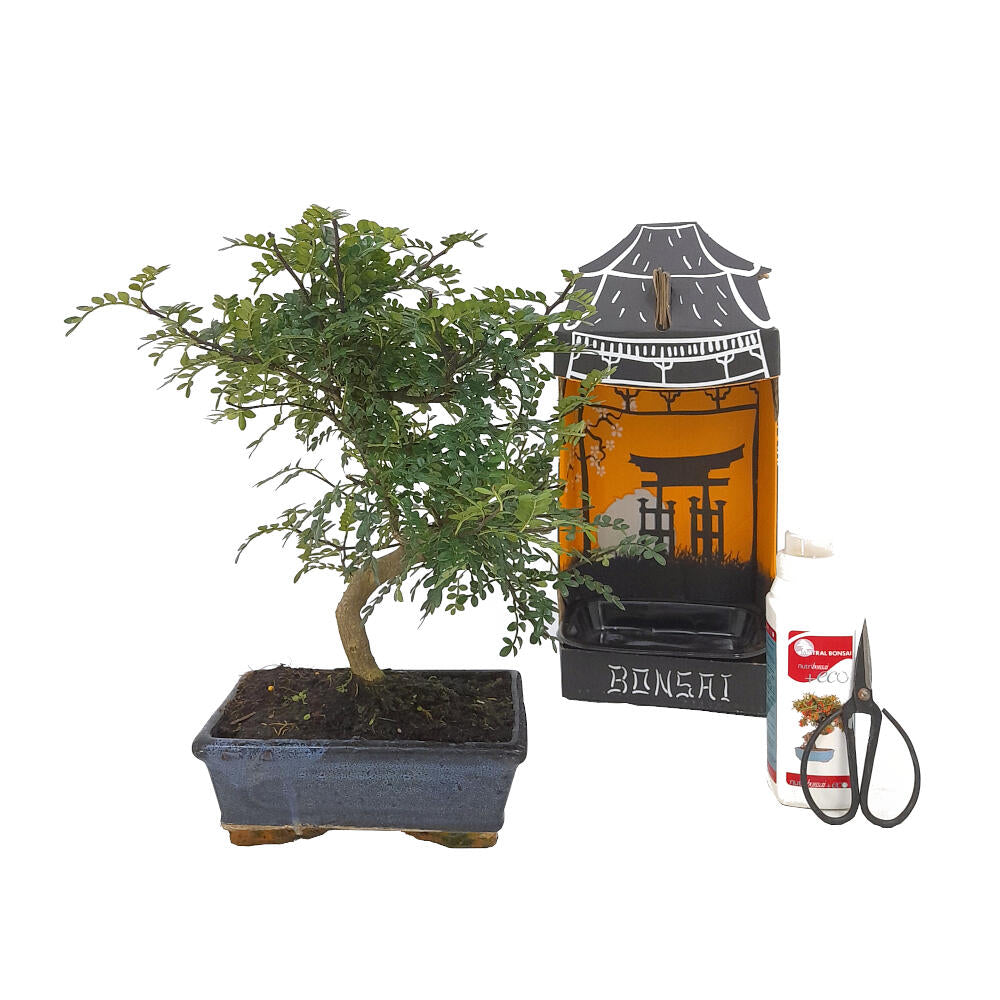 Pack Iniciación Bonsai Zanthoxylum 8 Años Incluye Tijeras Y Abono_0