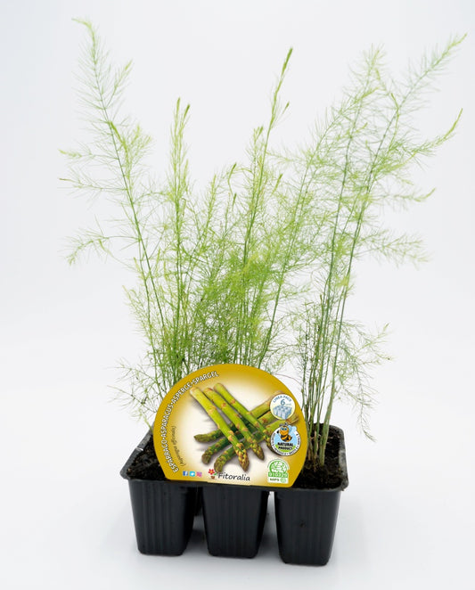 Pack Plantones Espárrago 6 Ud. Natural - Fitoralia_0