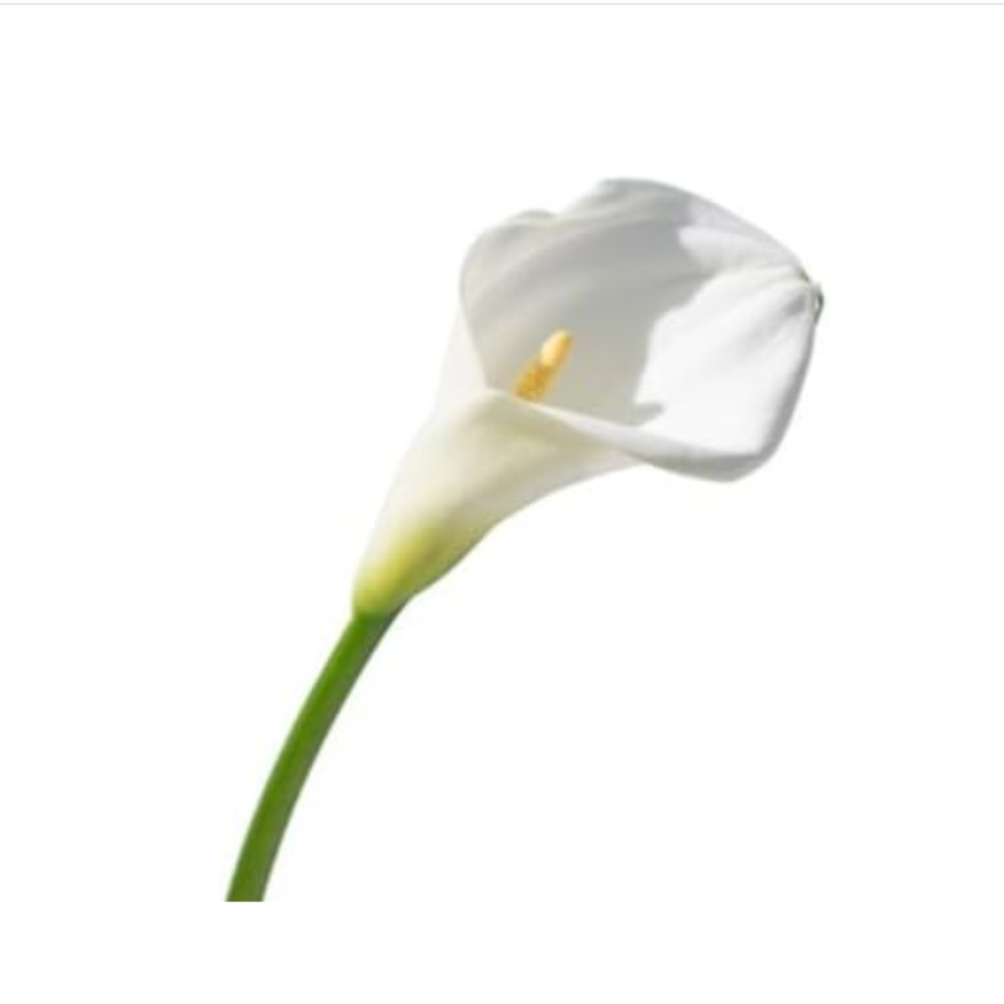 Pack 2 Plantas Spathiphyllum - Planta De Lirio De Paz En Maceta Ø9cm_2