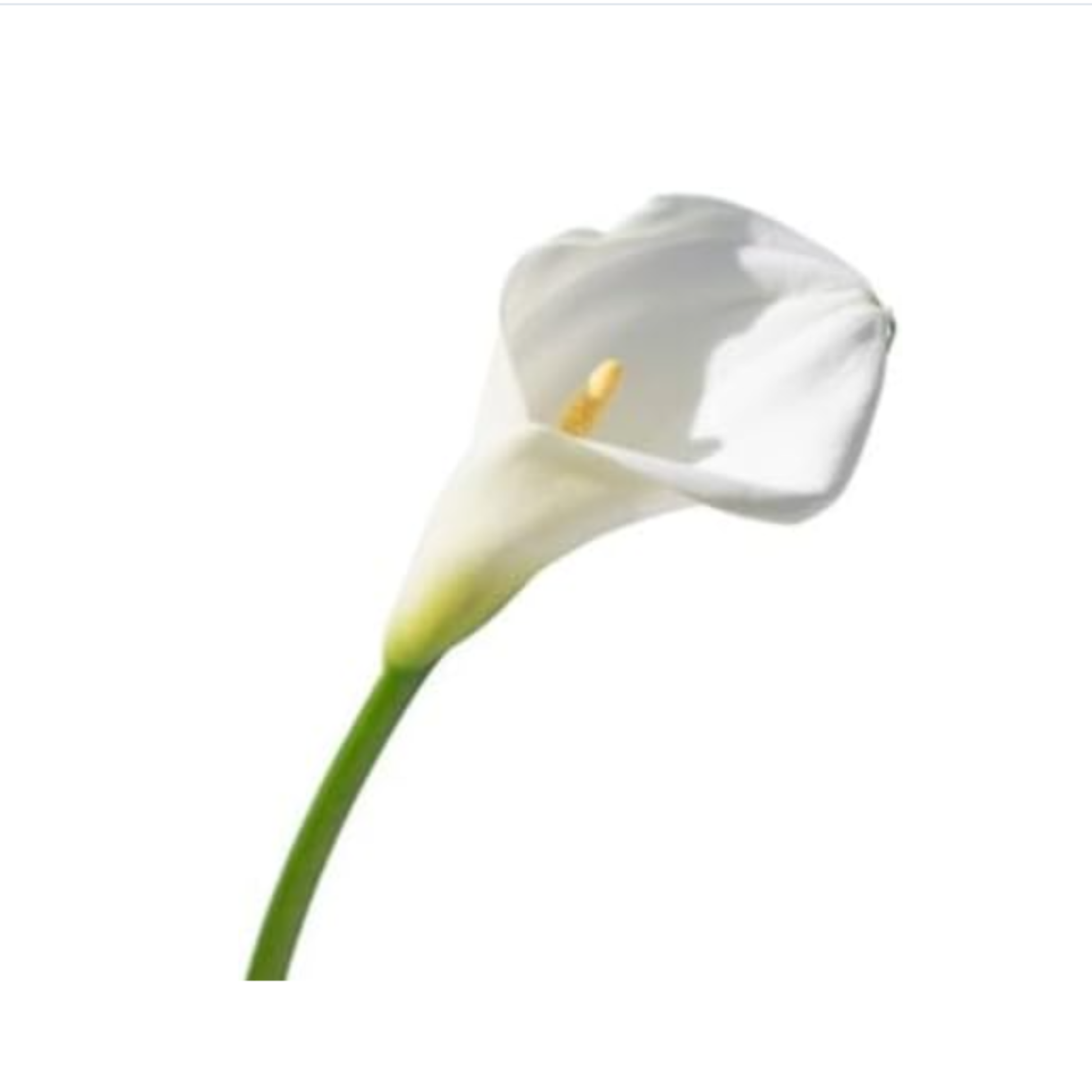 Pack 2 Plantas Spathiphyllum - Planta De Lirio De Paz En Maceta Ø9cm_2