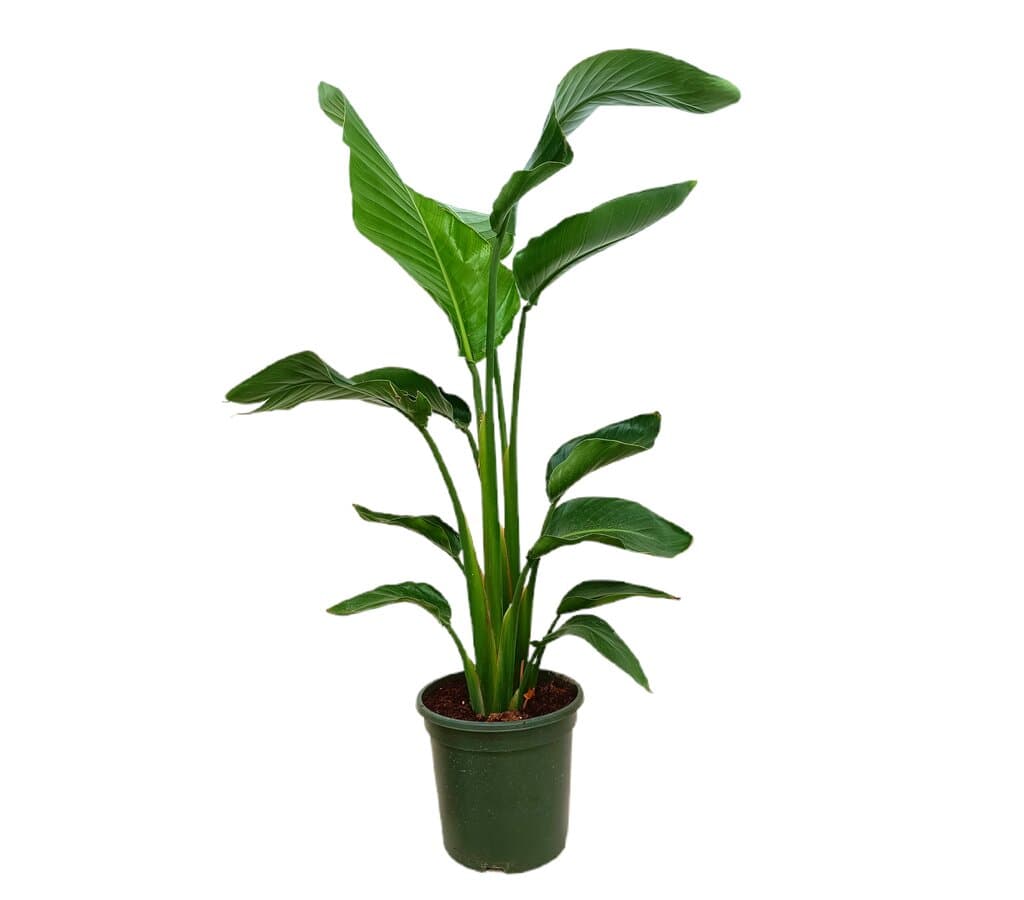 Strelitzia Augusta M26 100-120cm (ave Del Paraíso)_0