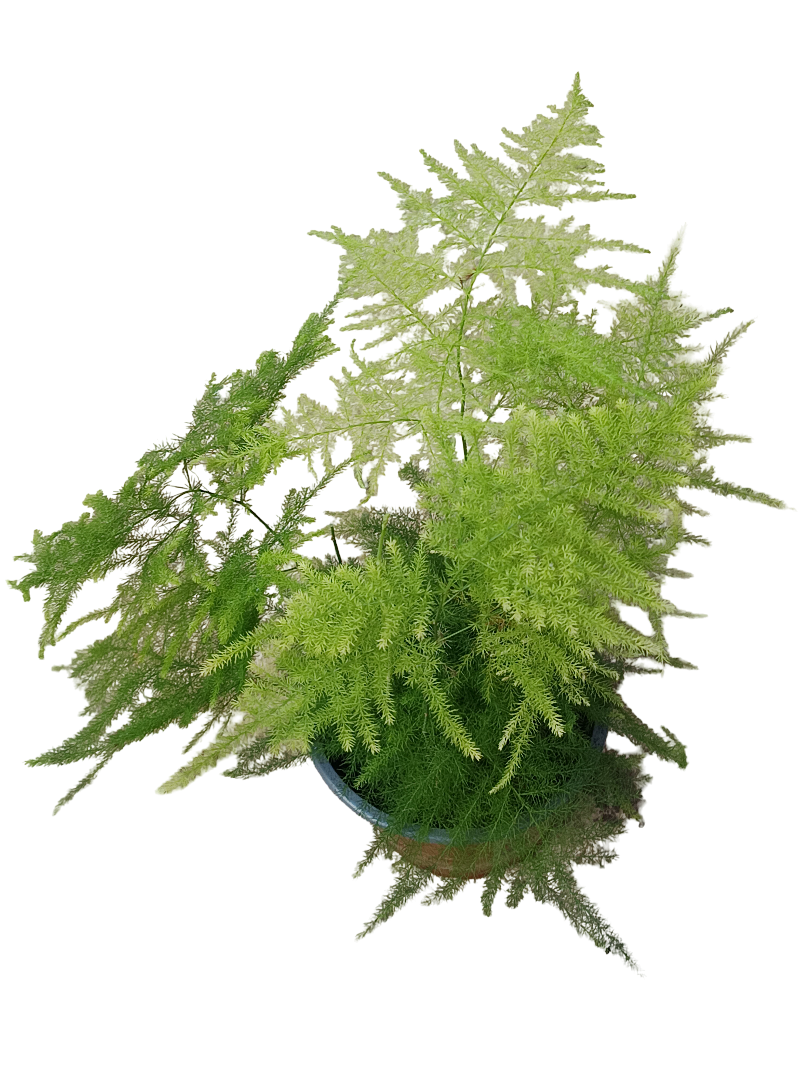 Aspargarus Setaceus Planta Esparraguera Maceta 12_0