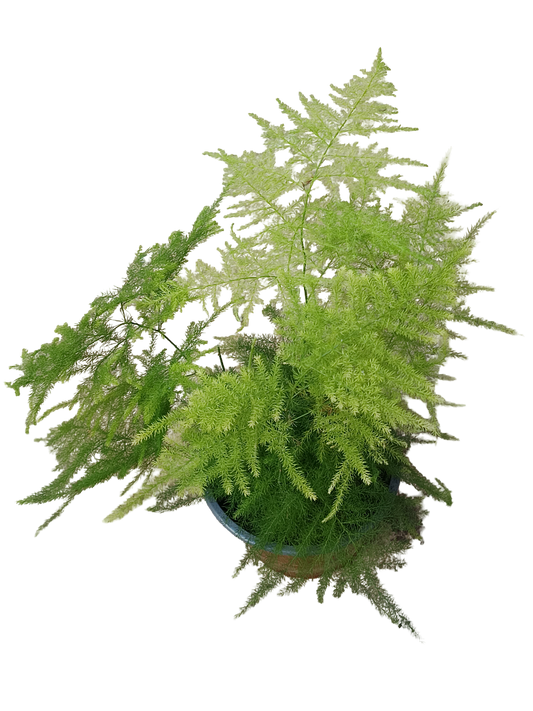 Aspargarus Setaceus Planta Esparraguera Maceta 12_0