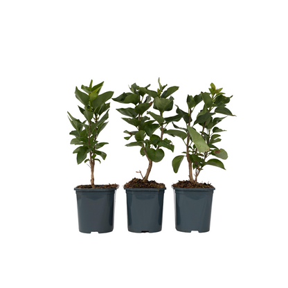 Lila - 6 Pzs - Syringa Vulgaris - Altura 25-40cm - ⌀17cm_0