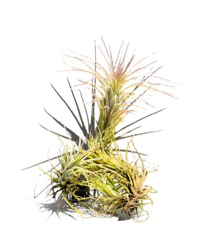 Tillandsia funckiana; tilandsia palmerita, planta del aire; Curiosarium; altura 10-12 cm, diámetro 6-8 cm_0