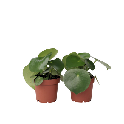 Corazón De Hombre - 2 Pzs - Peperomia Polybotrya - Altura 20-30cm - ⌀12cm_0