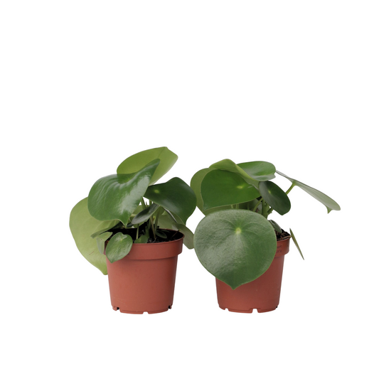 Corazón De Hombre - 2 Pzs - Peperomia Polybotrya - Altura 20-30cm - ⌀12cm_0