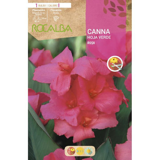 Bolbo de Canna Rosa Folha Verde Rosa 1 unidade