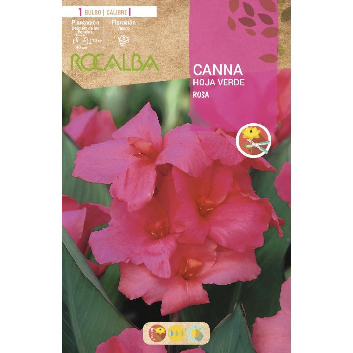 Bulbo Canna rosa hoja verde rosa 1 unidad
