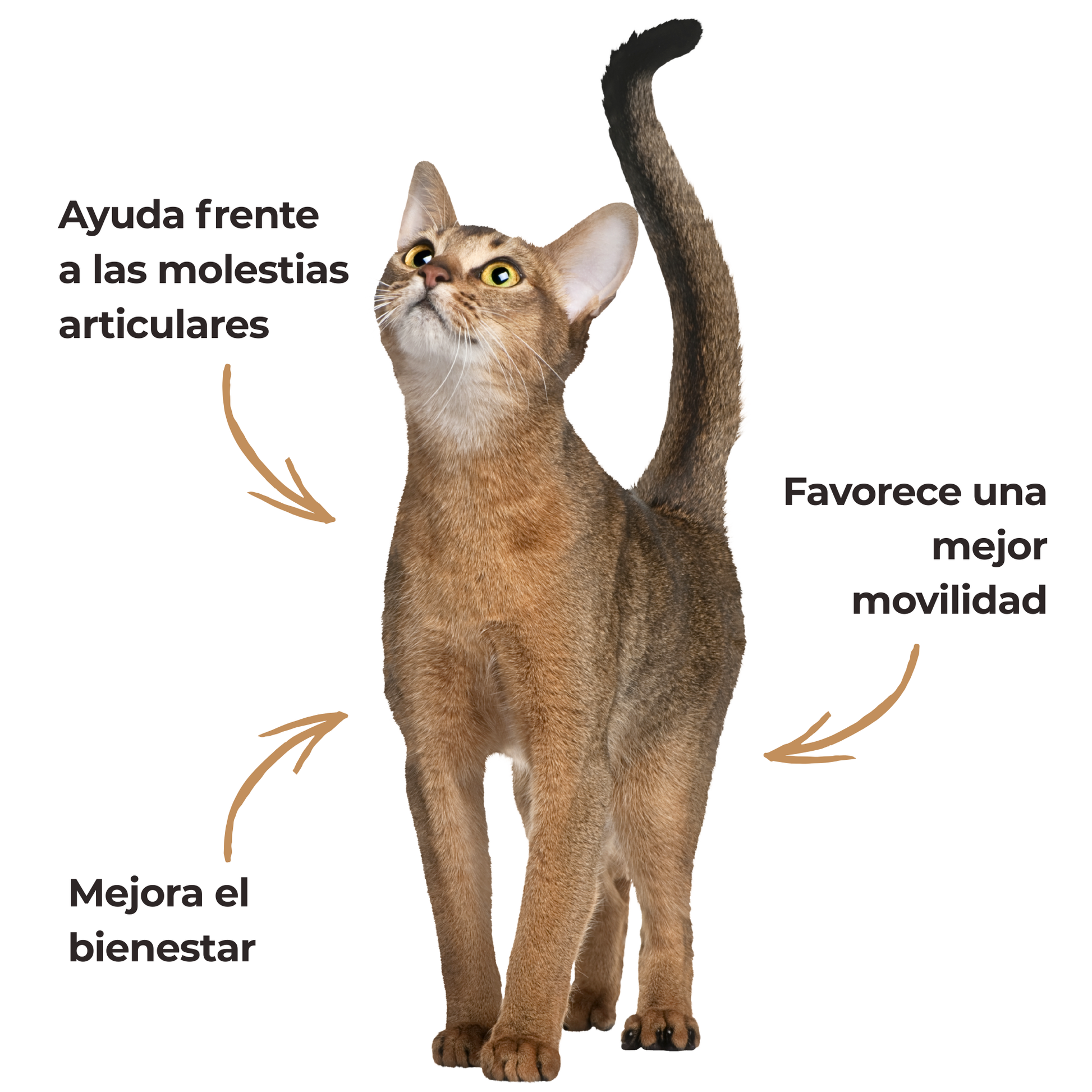 Harpagofito ECO para perros y gatos – Confort articular – 100 g_3