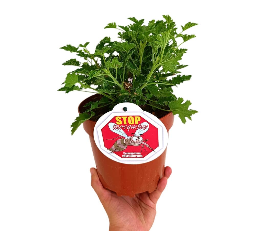 Pelargonium Citrodorum M17 (geraneo Limón)_0