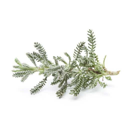 Mudas de Santolina, 6 unidades. Linha Tradicional