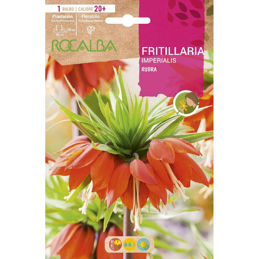 Frittilaria Imperialis Rubra bulbo vermelho 1 unidade Rocalba