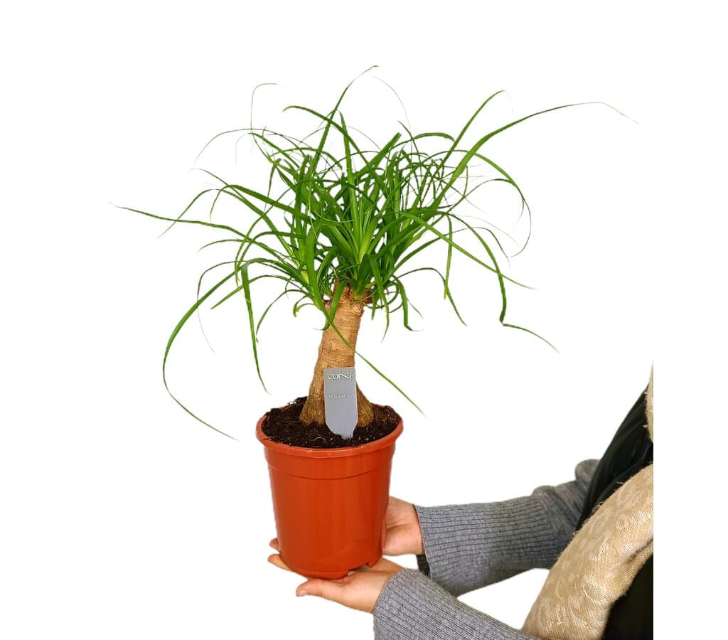 Beaucarnea Nolina Recurvata M17 35cm (pata De Elefante)_0