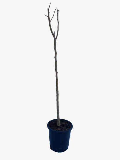 Frutal Pera Blanquilla - Planta Natural - Maceta 26cm. - Altura Aprox. 120/150_2
