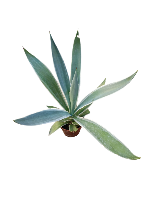 Agave Angustifolia Marginata Planta Suculenta De Sol Ø8_0
