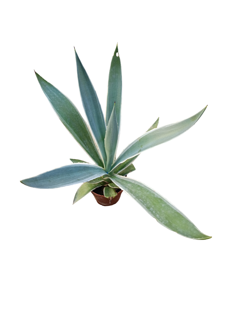 Agave Angustifolia Marginata Planta Suculenta De Sol Ø8_0