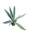 Agave Angustifolia Marginata, Planta Suculenta Para Sol Ø8