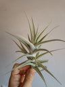 Tillandsia Purpurea Key Planta Aérea Tilandsias