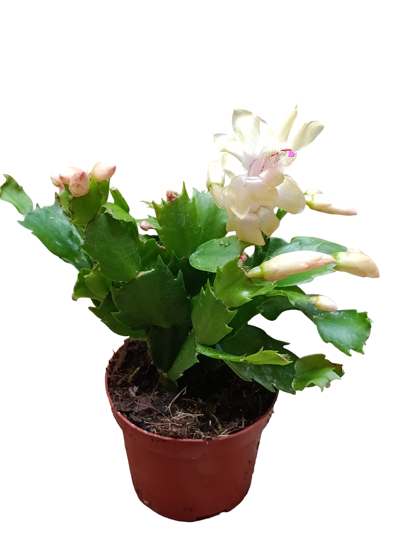 Cactus De Navidad Flor Amarilla Planta Colgante Ø9_0