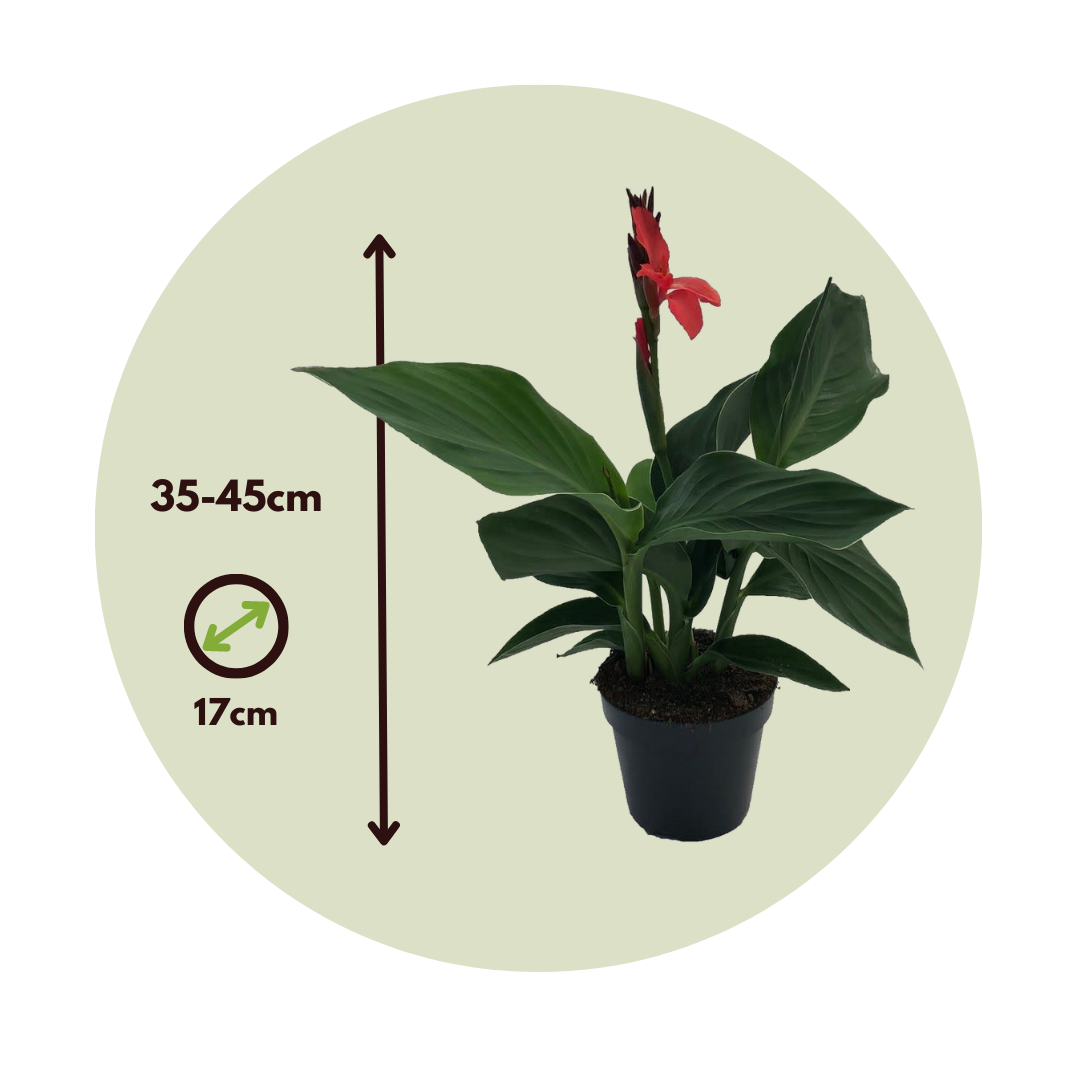 Caña De Flores - Canna 'cannova' - Altura 35-45cm - ⌀17cm_2