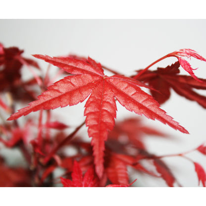 Bonsai Acer palmatum deshojo 7 anos Maple