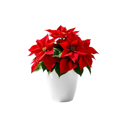 Smply. | Flor De Pascua Poinsettia En Maceta De 17 Cm | Fácil De Cultivar_0