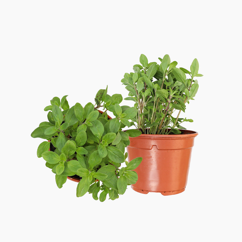 Maceta Mejorana 10,5 Cm - Plantabo_0