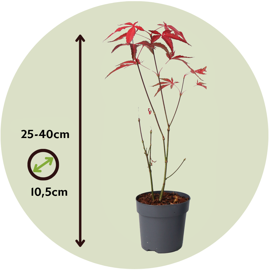 Arce Japonés - 4 Pzs - Acer Palmatum 'atropurpureum' - Altura 25-40cm - ⌀105cm_2