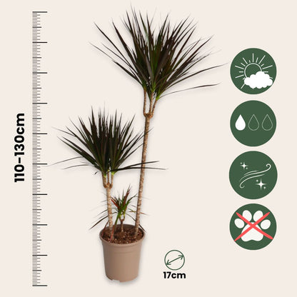 Drácena - Dracaena Marginata 'magenta' - Altura 110-130cm - ⌀24cm_2