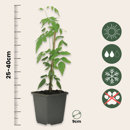 Jazmín Estrellado - 3 Pzs - Jasminum 'officinale's - Altura 25-40cm - ⌀9cm_2