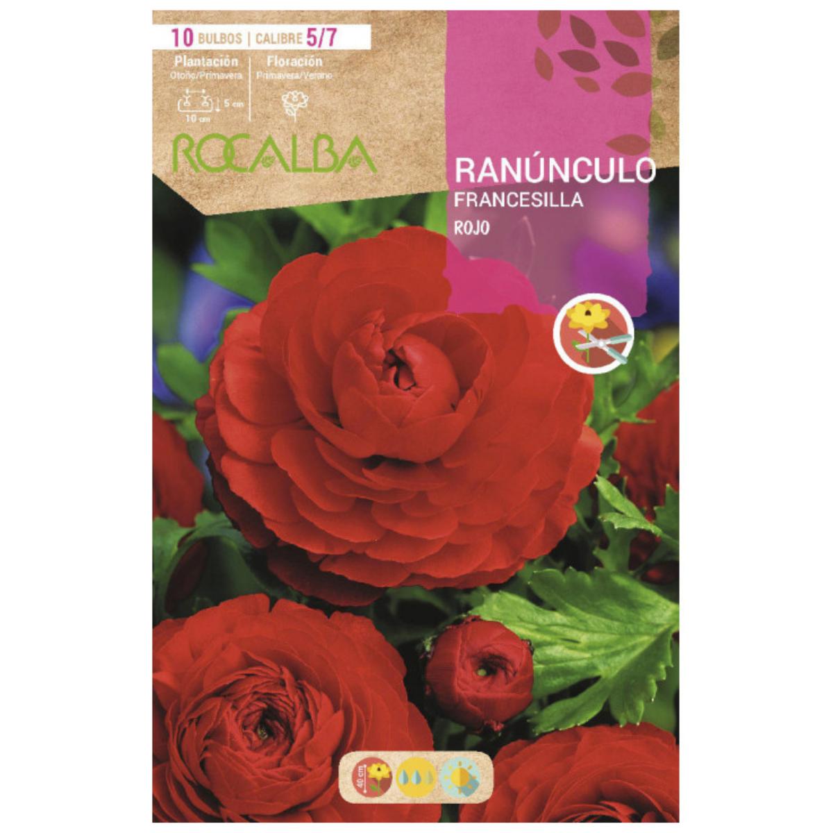 Bolbo de Francesilla Ranunculus Vermelho 10 unidades Rocalba