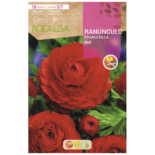Bolbo de Francesilla Ranunculus Vermelho 10 unidades Rocalba