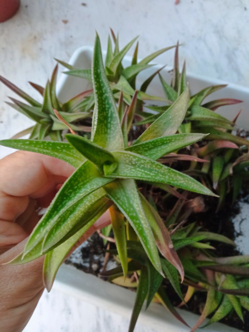 Haworthia Sp. Cactus Con Flor Pequeñas_0