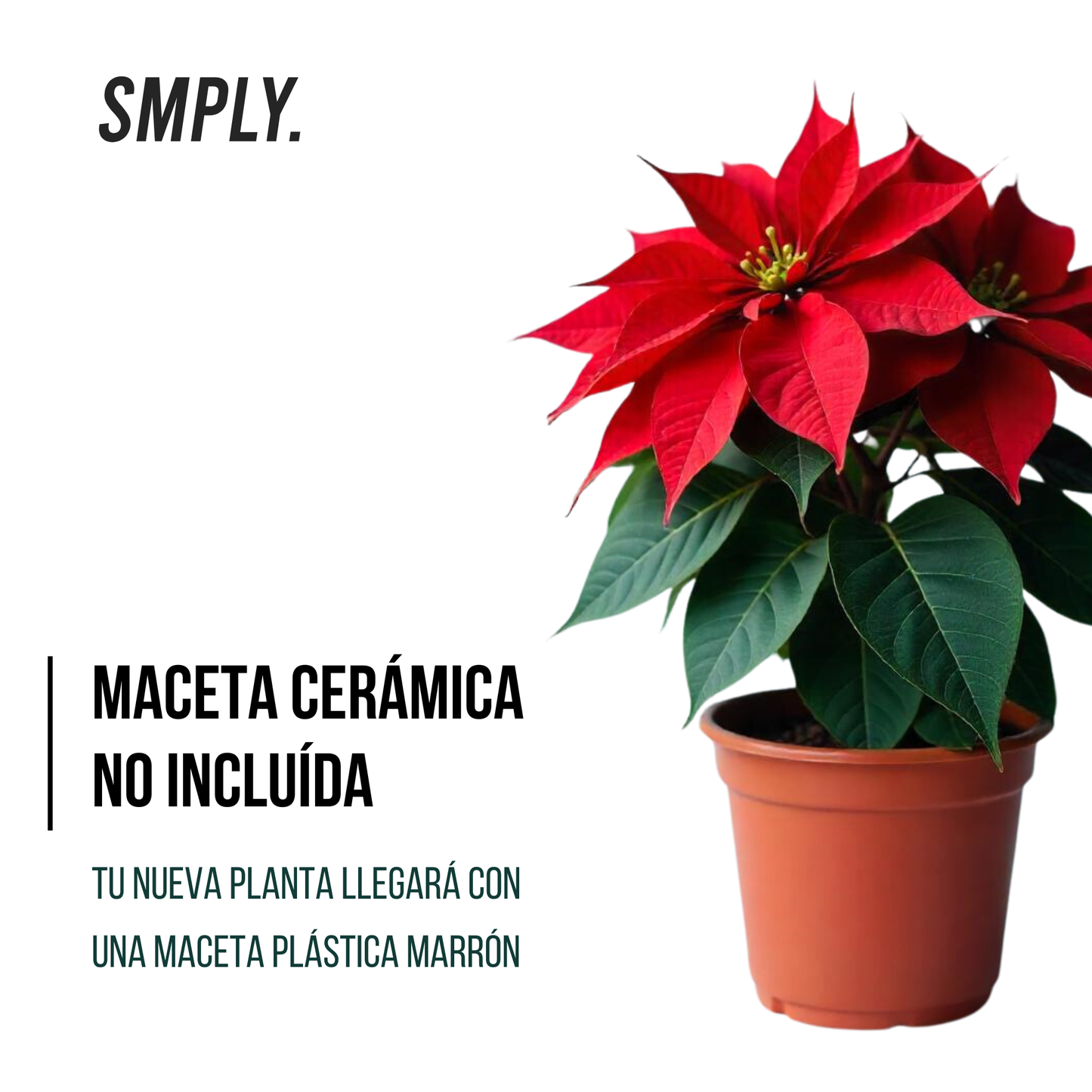 Smply. | Flor De Pascua Poinsettia En Maceta De 11cm | Fácil De Cultivar ( Uniflor )_1