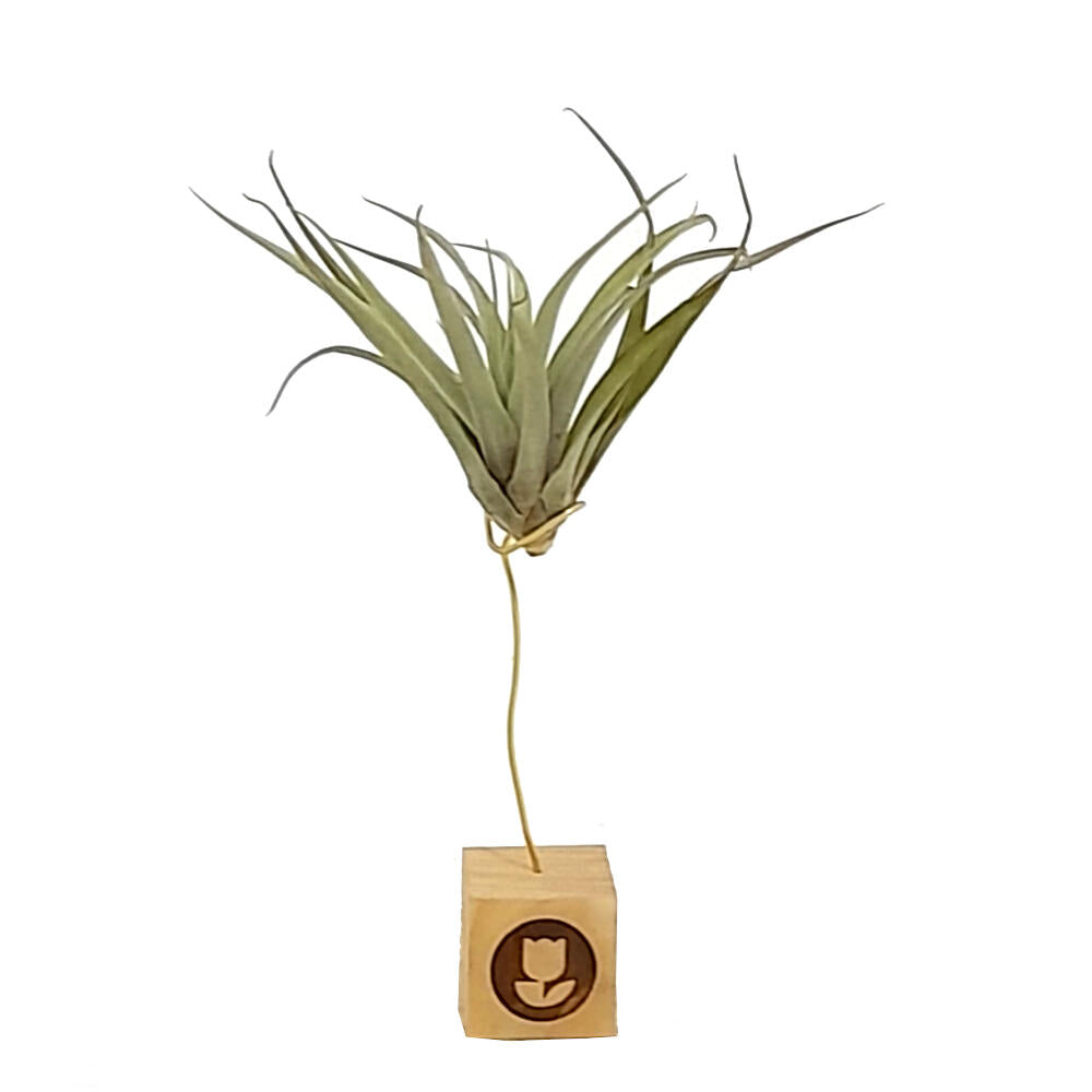 Tillandsia Capitata Peach 12cm Largo X 12 Cm Ancho_1