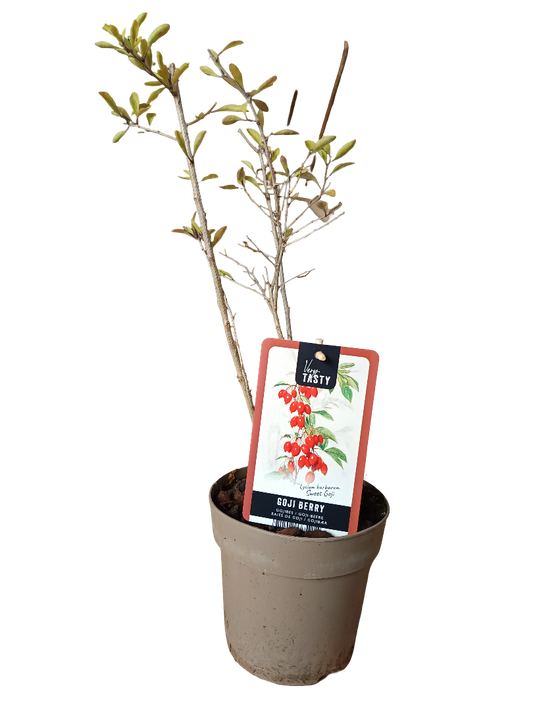 Planta Goji Rojo Arbol Frutal Raro Con Frutos Rojos Comestibles_0