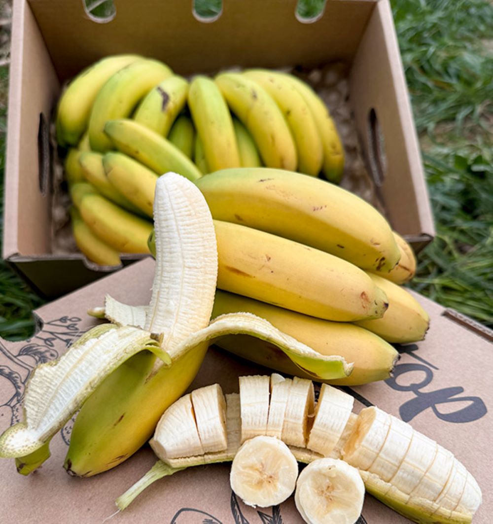 Caja De Plátanos De Canarias Tropitop Caja De 9kg_3