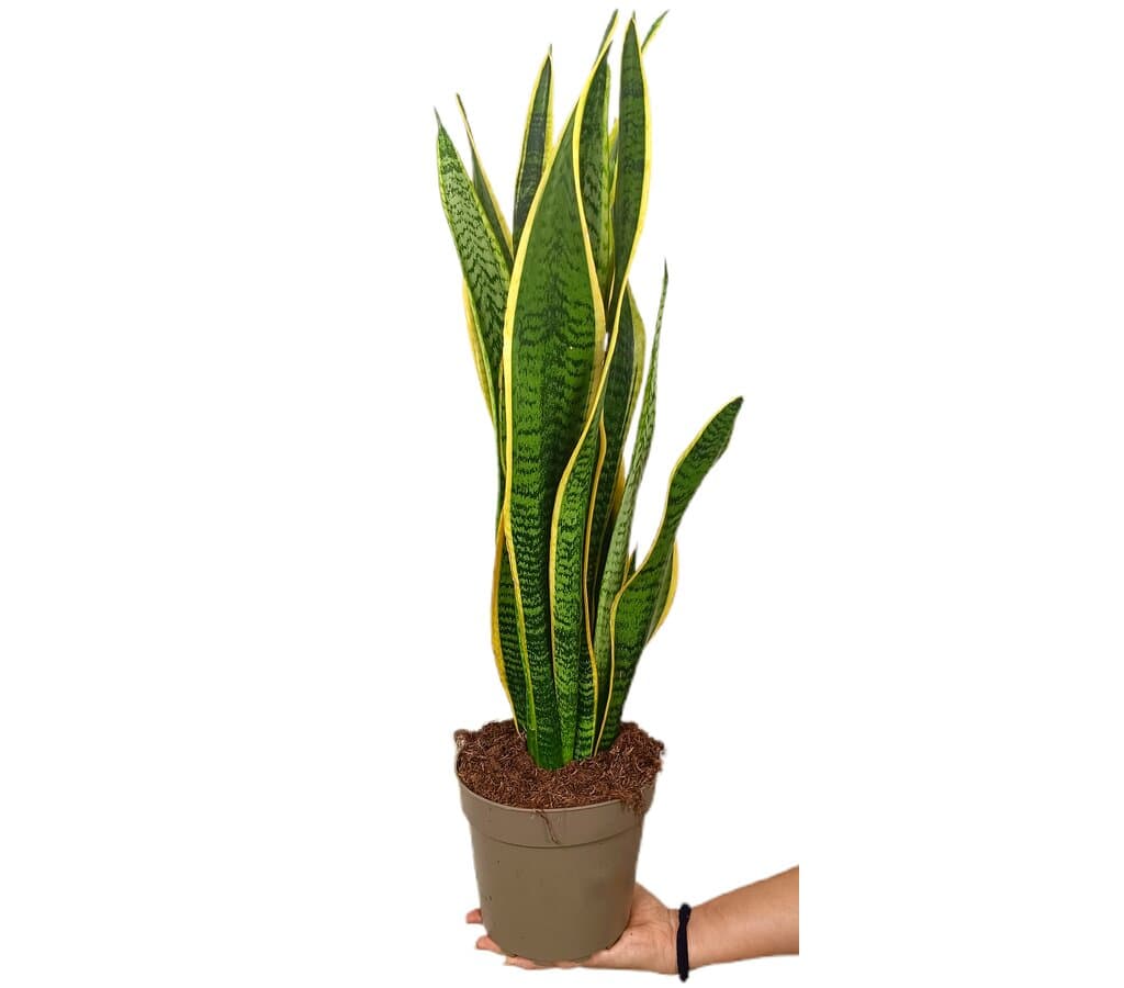 Sansevieria Laurentii M17 65cm (lengua De Suegra)_0