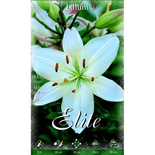 Bulbo asiático de Lilium branco 2 unidades