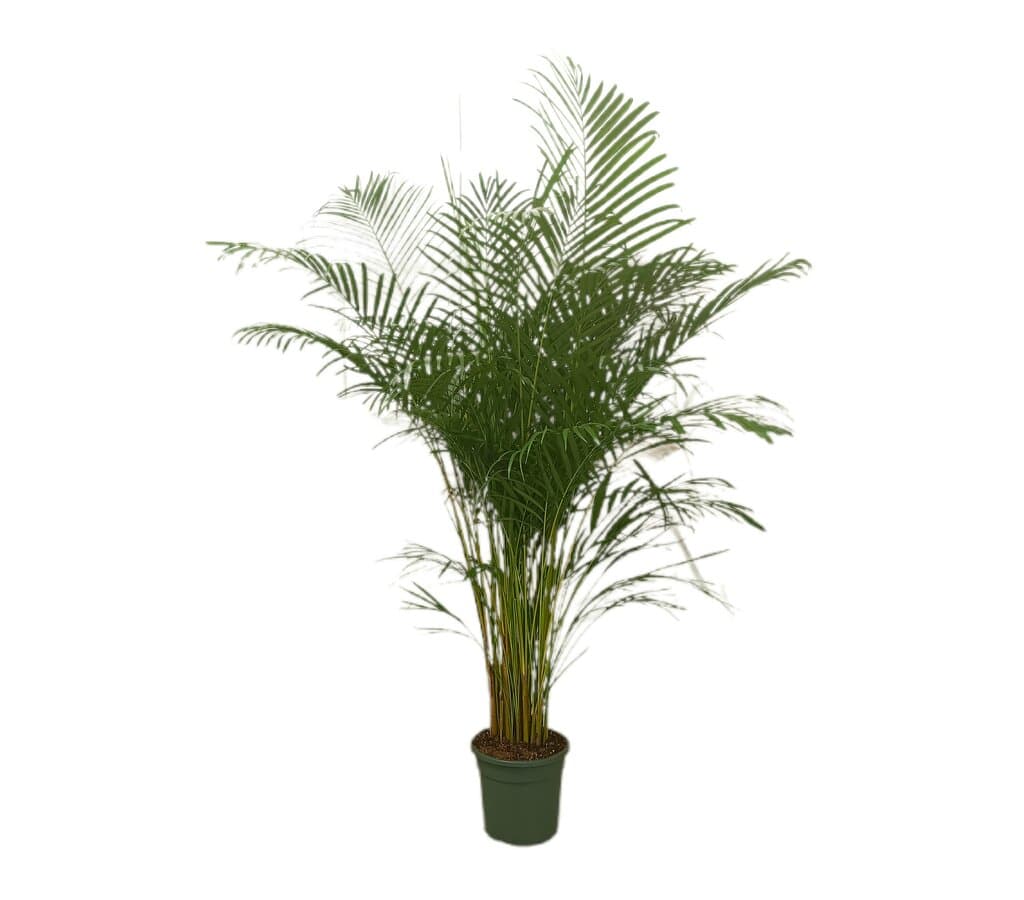 Areca Lutencens M28 160-180cm_0