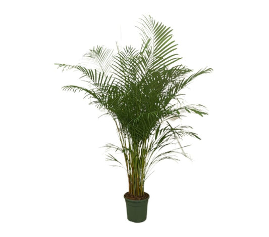 Areca Lutencens M28 160-180cm_0