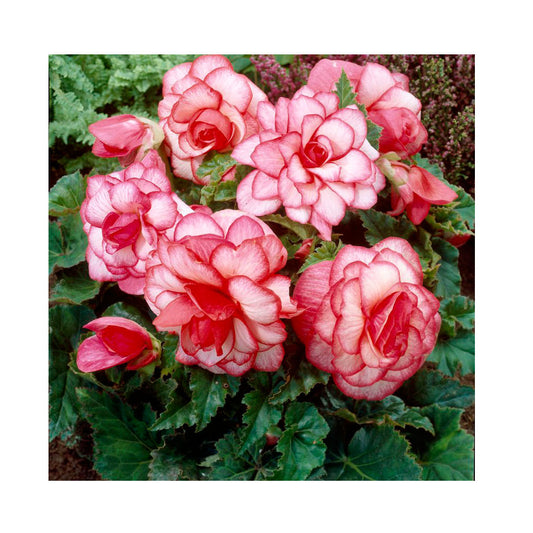 1 Bulbo De Begonia 'bouton De Rose'  Planta De Flor_0