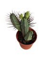 Planta Suculenta Euphorbia Enopla Ø5 Cms