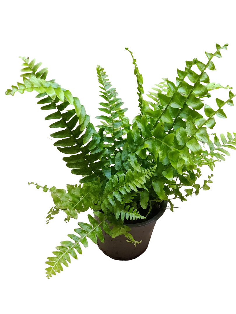 Helecho Exaltata Green Delight Ø9 Planta De Interior_0