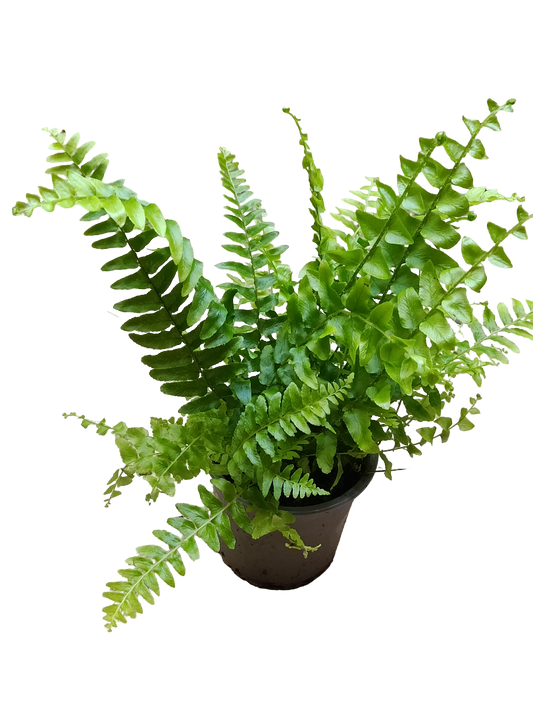 Helecho Exaltata Green Delight Ø9 Planta De Interior_0