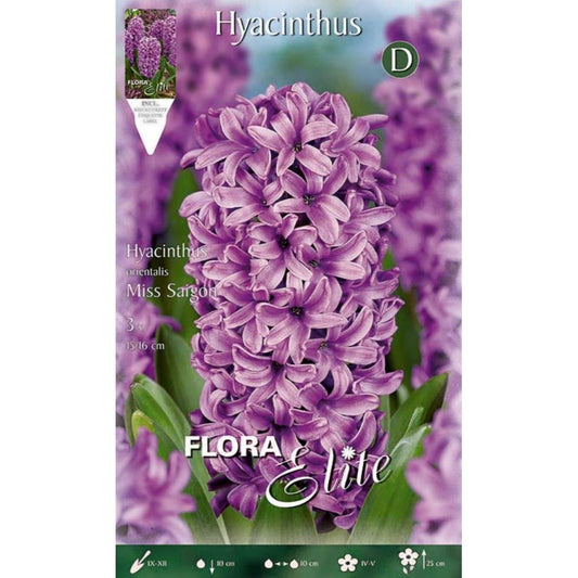 Bolbos Elite Violeta Jacinto 3 unidades