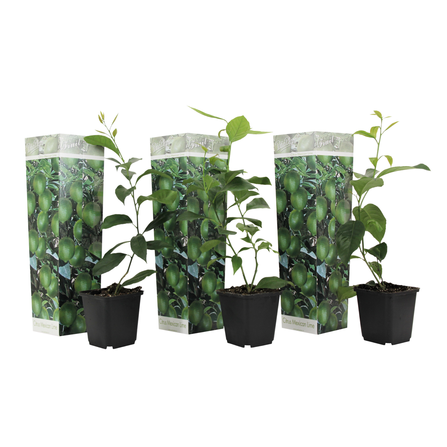 Limonia Aurantifolia - 3 Pzs - Citrus Aurantifolia - Altura 25-40cm - ⌀9cm_0