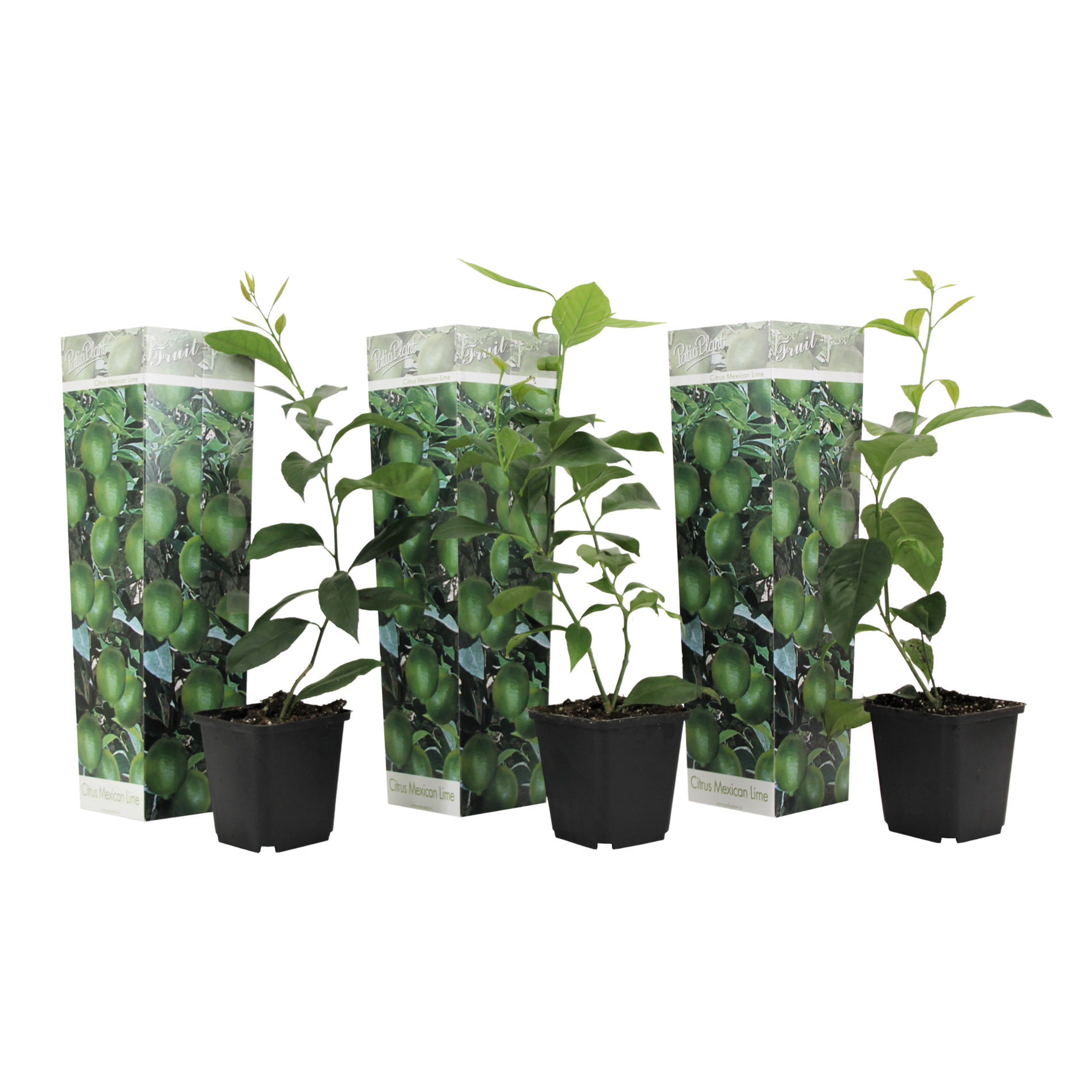Limonia Aurantifolia - 3 Pzs - Citrus Aurantifolia - Altura 25-40cm - ⌀9cm_0